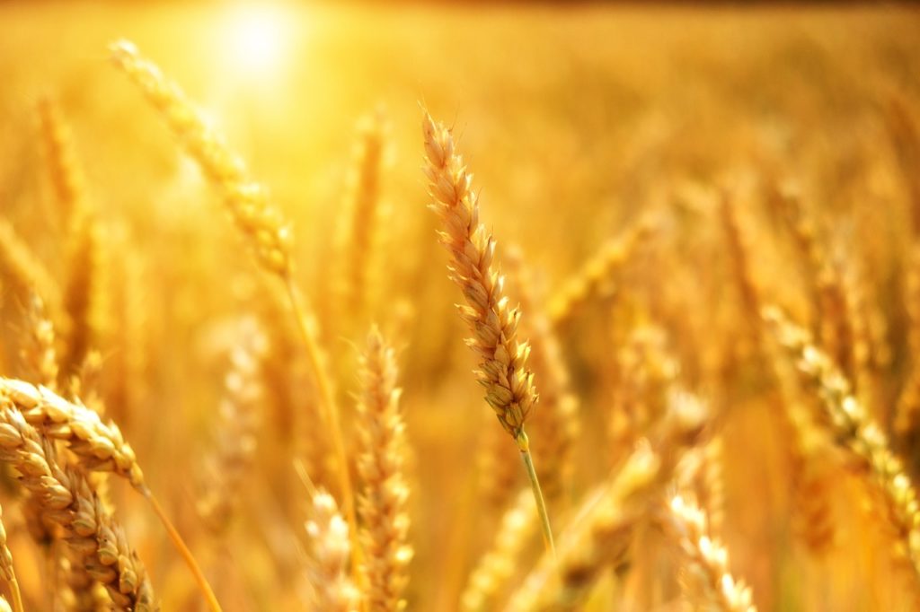 Un campo de trigo dorado para un artículo de Vivir en Astrológico.