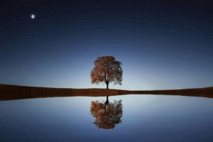 Noche estrellada con un árbol en el horizonte para un artículo de Vivir en Astrológico.