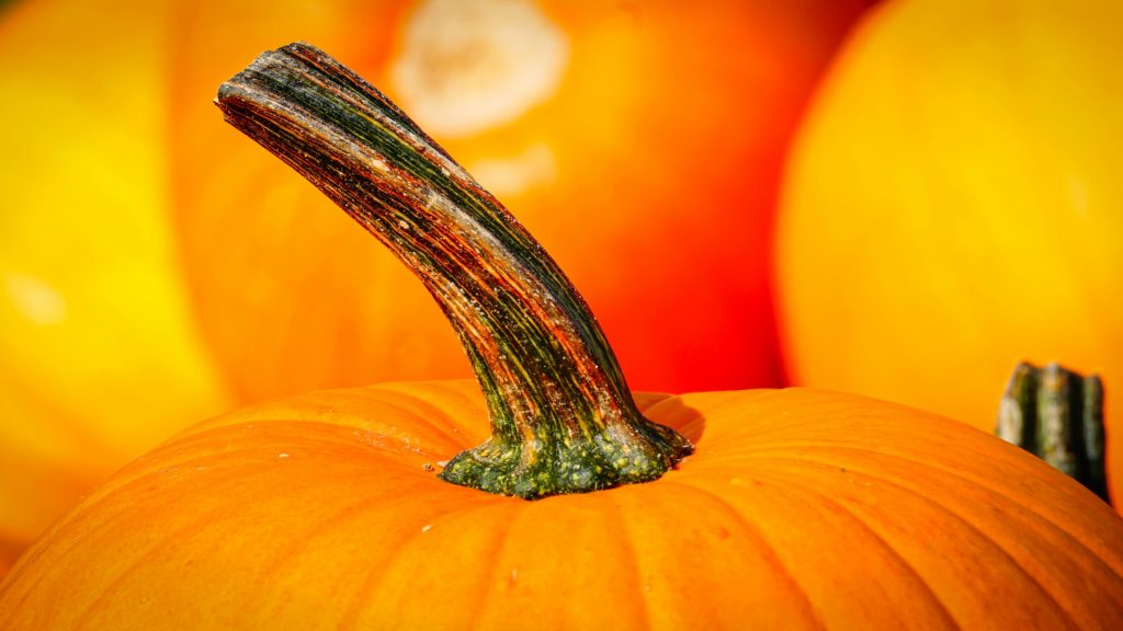 Foto de una calabaza para un artículo de Vivir En Astrológico.