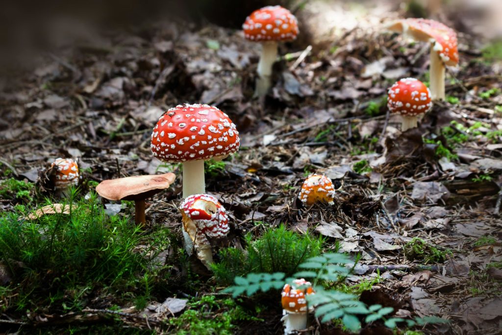 Foto de una setas en el campo para un articulo de Vivir En Astrológico.