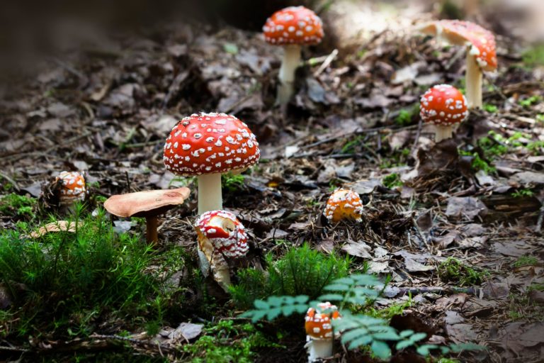 Foto de una setas en el campo para un articulo de Vivir En Astrológico.